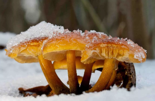 D'hiver des champignons